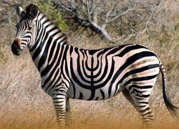 Jewish Zebra