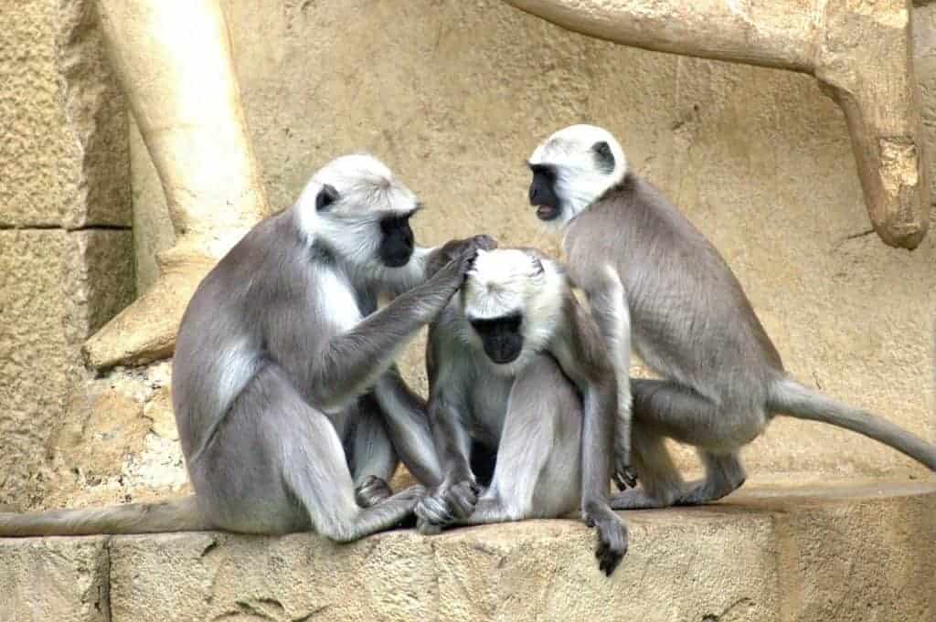 monkey family dynamics