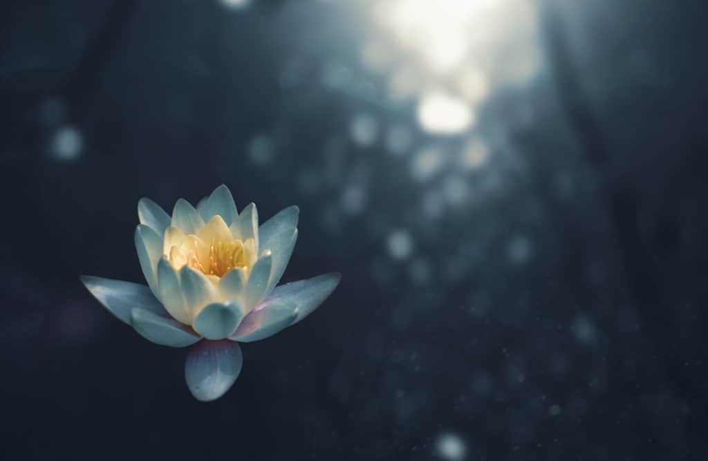 a white and yellow flower floating on top of a body of water.