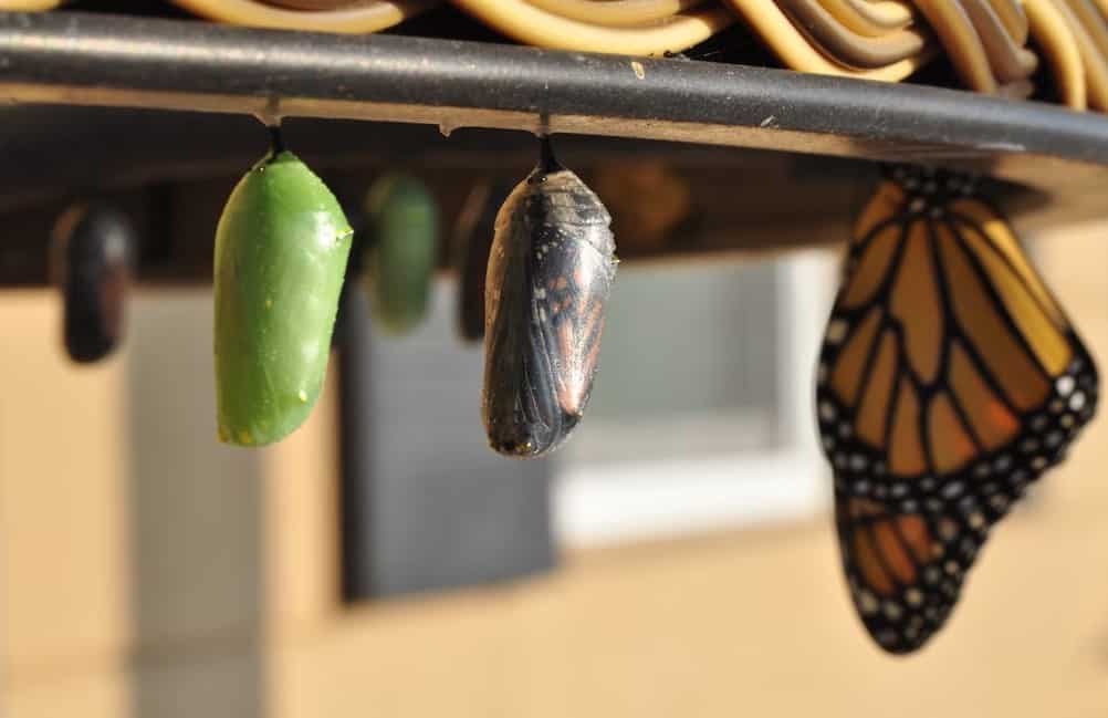 a couple of monarch butterflies hanging from a metal rod.