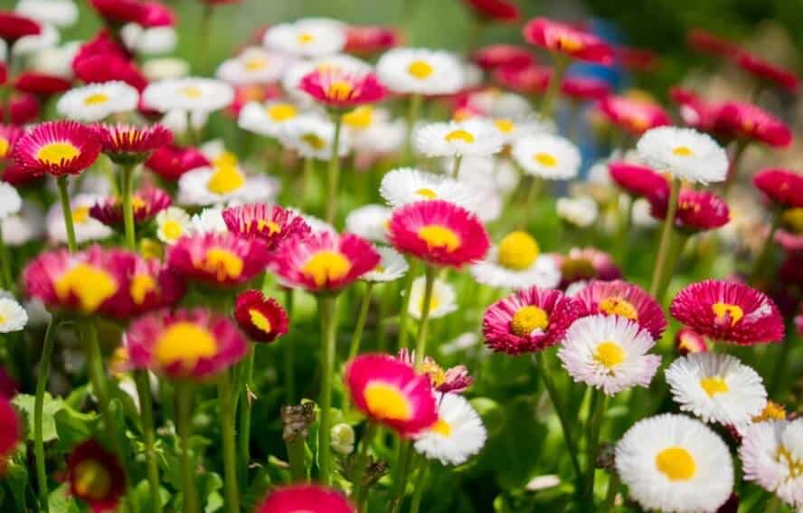A close up of red, white, and inclusive daisies in a garden.