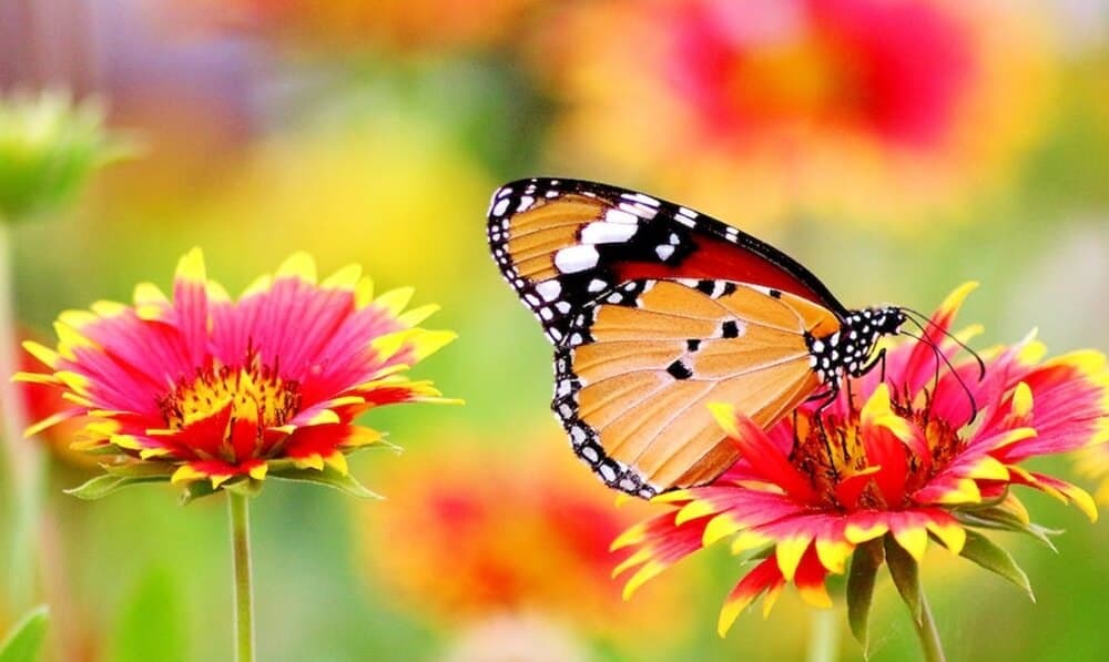 A butterfly is sitting on a flower in a field.