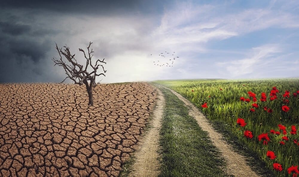 A vivid landscape embracing change: a dry, cracked field with a barren tree on the left and a lush, green path lined with poppies on the right, under a stormy sky.