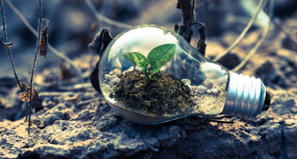 A young plant embracing change, growing inside a clear light bulb placed on soil, symbolizing eco-friendly innovation and sustainable energy.