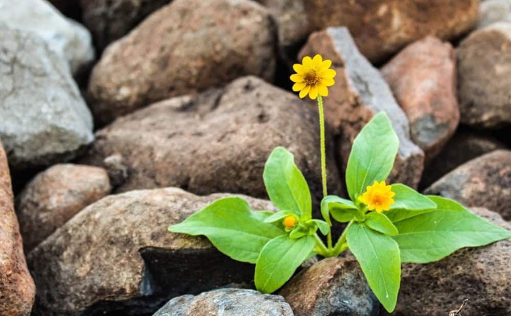 A small yellow flower with green leaves, much like the resilience found through trauma-informed coaching, growing between rocks in an outdoor setting.