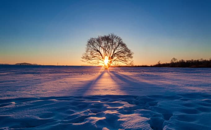 Sunset behind a lone tree in a snowy field, casting long shadows on the snow.