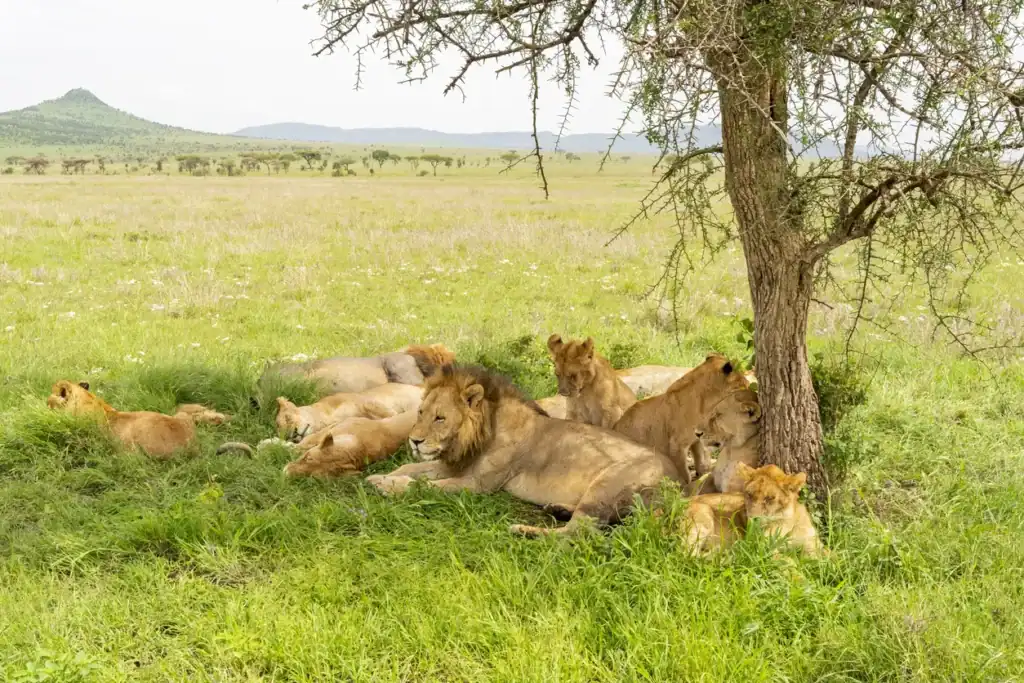 A pride of lions rests in the shade of a tree on a grassy plain with distant hills in the background.