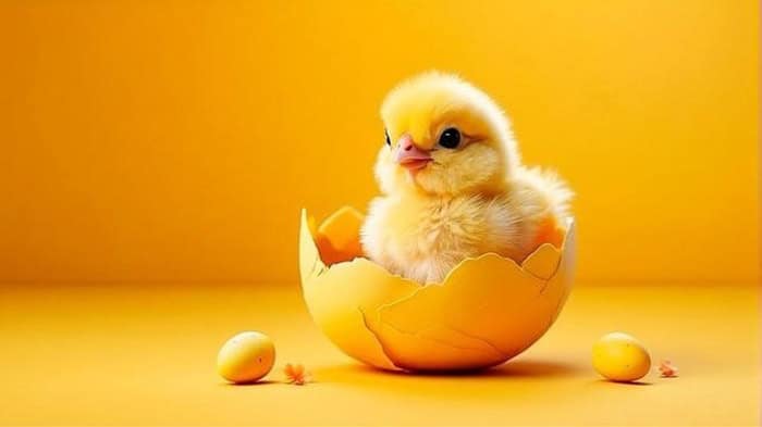 A fluffy yellow chick sits inside a cracked eggshell, surrounded by small yellow eggs, against a solid yellow background.