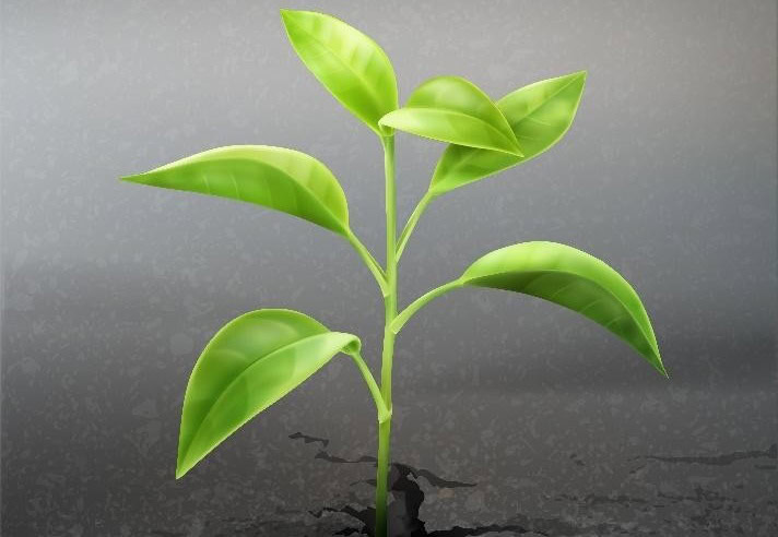 A young green plant with several leaves grows from cracked soil against a plain gray background.