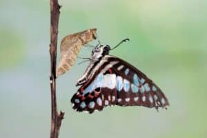 A butterfly with black, blue, and red wings clings to an empty chrysalis on a brown twig against a soft green background.