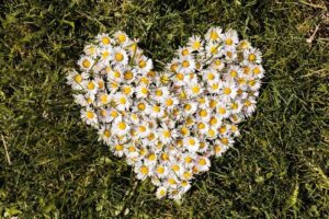 A heart shape made from white daisies with yellow centers is arranged on green grass, symbolizing the seven kinds of love.