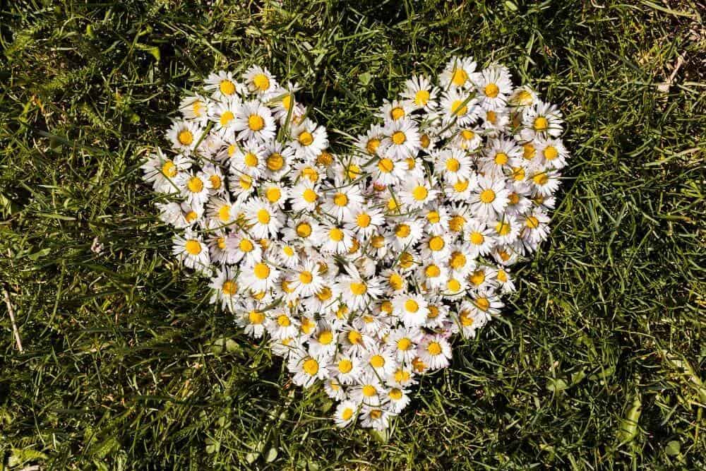 The 7 Kinds of Love: Why Your Partner Can't Be Everything (And That's Okay) 4 A heart shape made from white daisies with yellow centers is arranged on green grass, symbolizing the seven kinds of love.