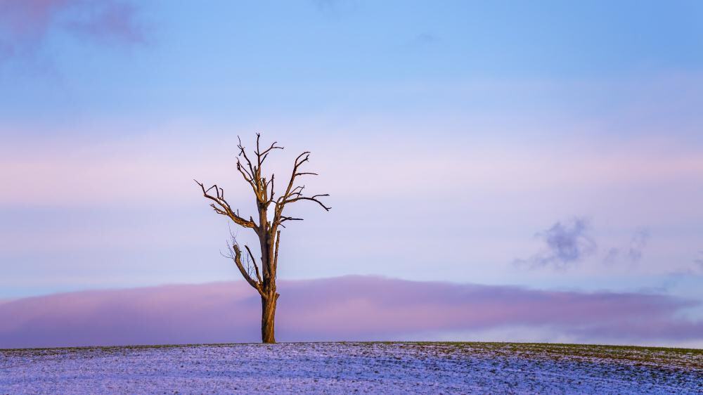 Emotional Resilience in 2026: Skills Everyone Needs 6 A lone, leafless tree stands on a snow-covered hill under a sky with pink and blue clouds, symbolizing resilience and mental strength tips found in nature’s quiet beauty.