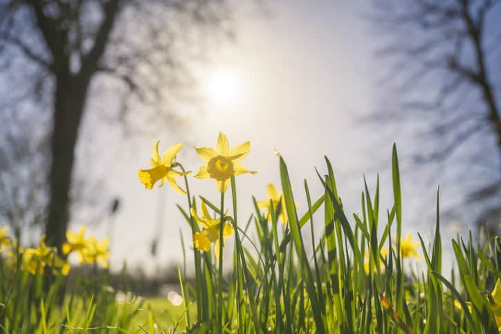 Yellow daffodils and green grass are shown in bright sunlight with trees and a blue sky in the background.