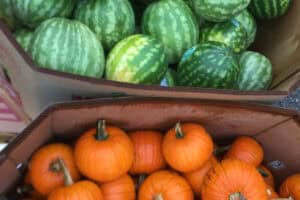 Two cardboard boxes, one filled with small watermelons and the other with small orange pumpkins, are shown from above.